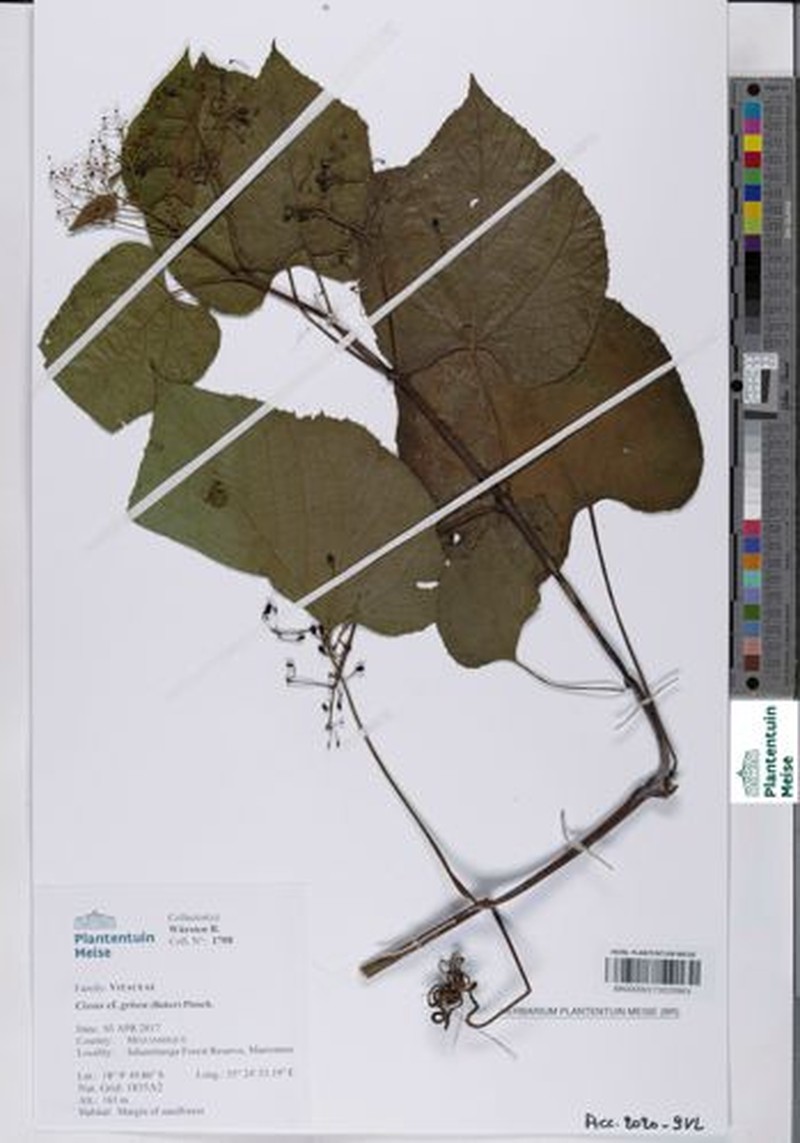 Cissus grisea photo 6