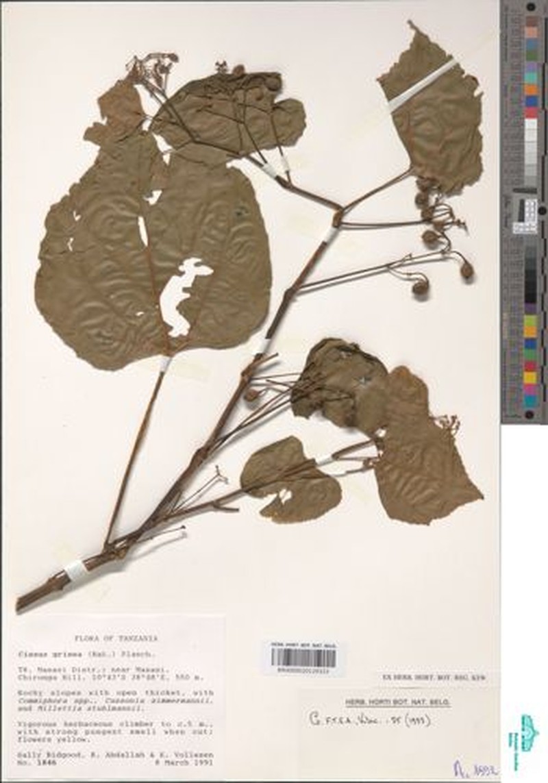 Cissus grisea photo 7