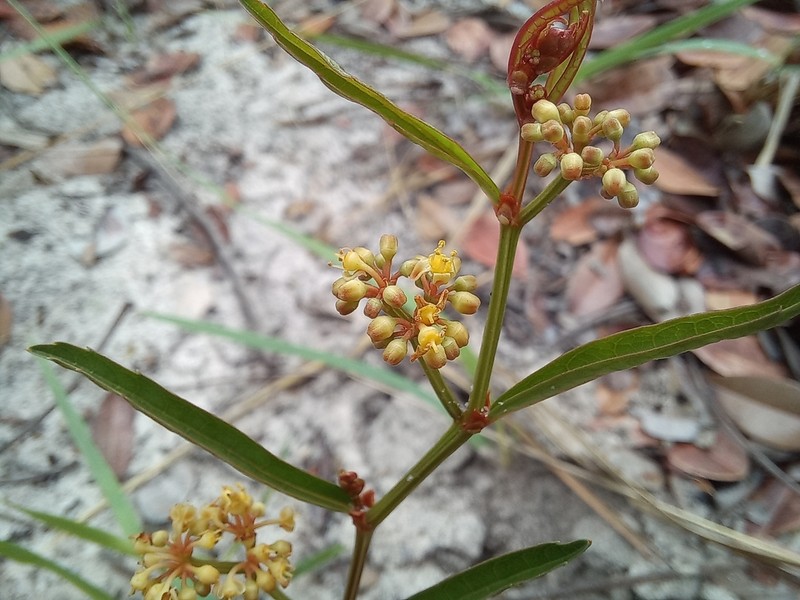 Cissus guerkeana