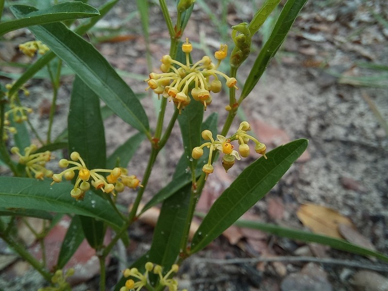Cissus guerkeana photo 2