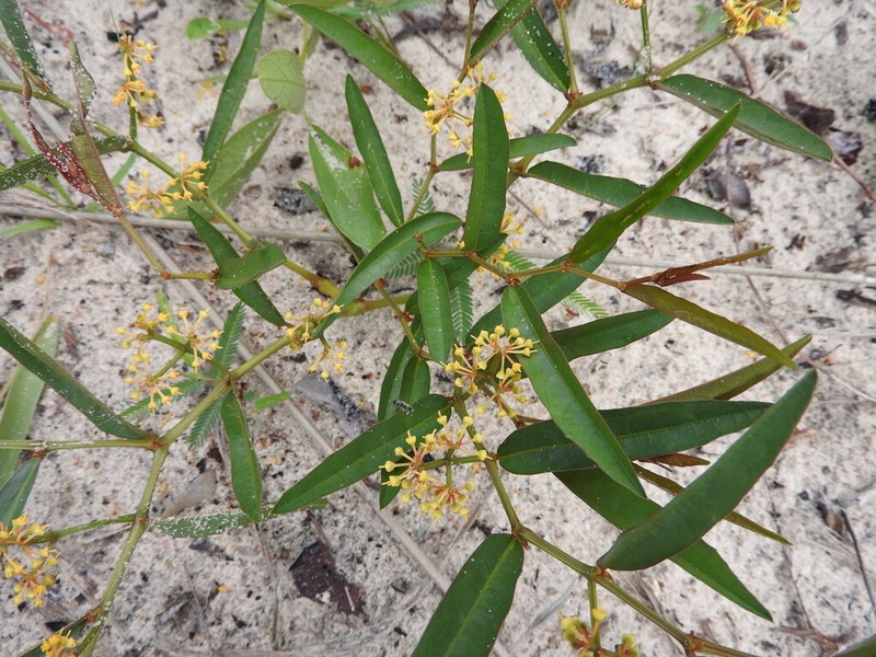 Cissus guerkeana photo 3