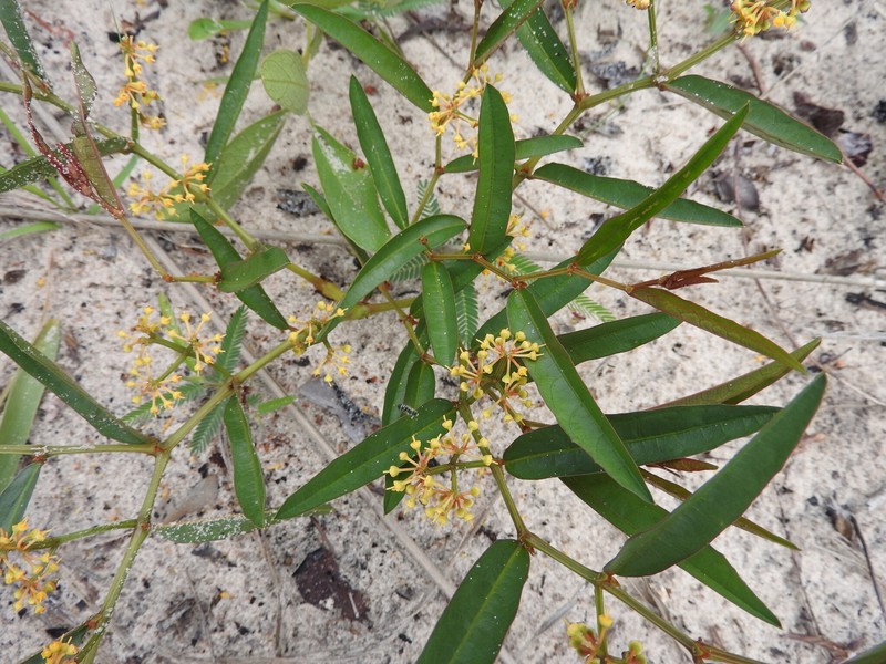 Cissus guerkeana photo 4