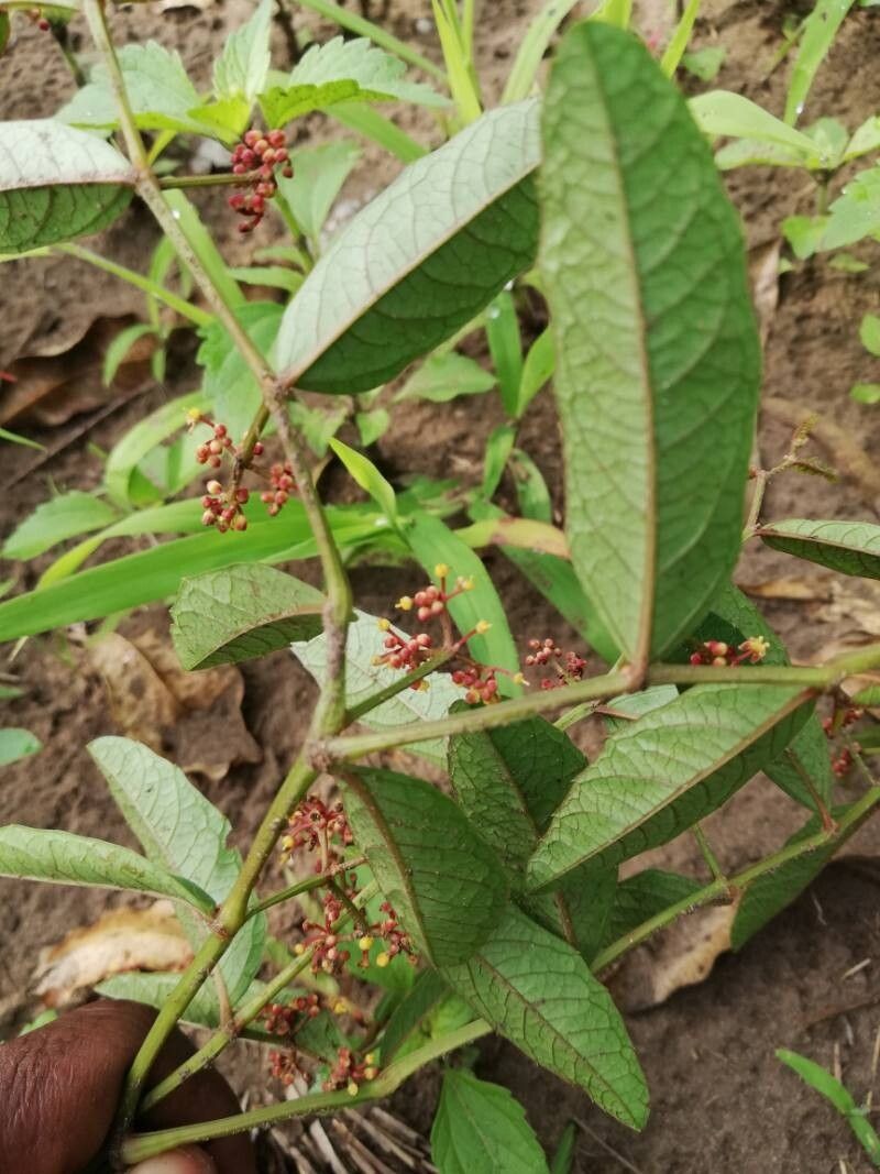 Cissus guerkeana photo 5
