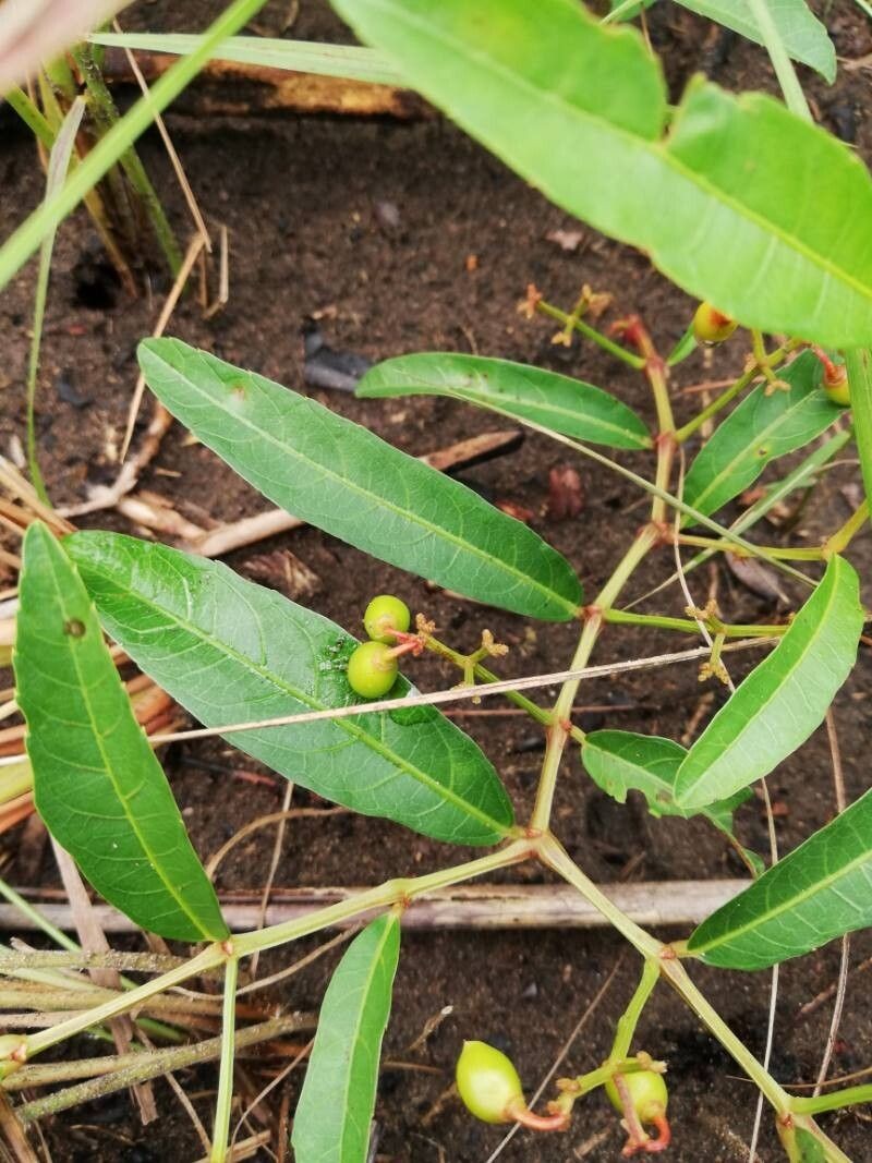 Cissus guerkeana photo 6