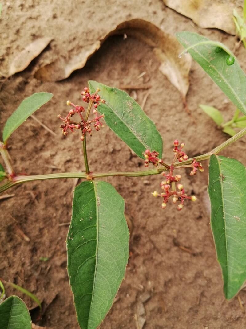 Cissus guerkeana photo 7