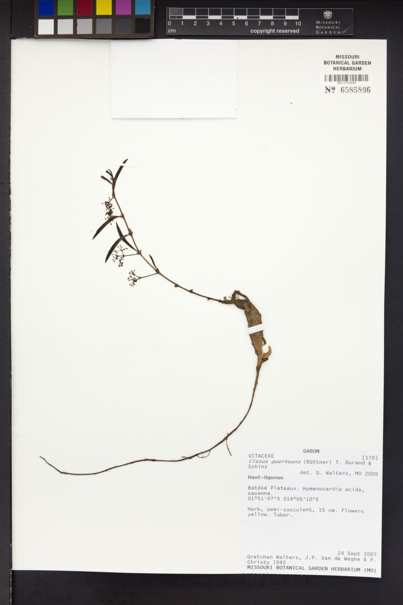 Cissus guerkeana photo 8