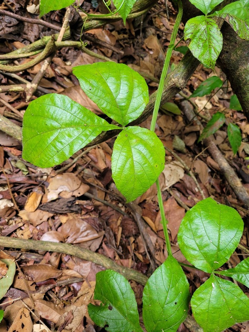 Cissus haematantha photo 2