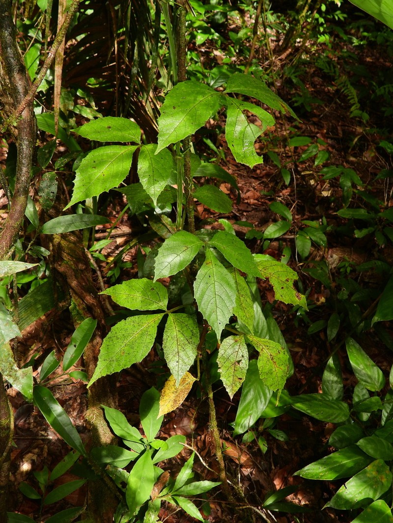 Cissus haematantha photo 3