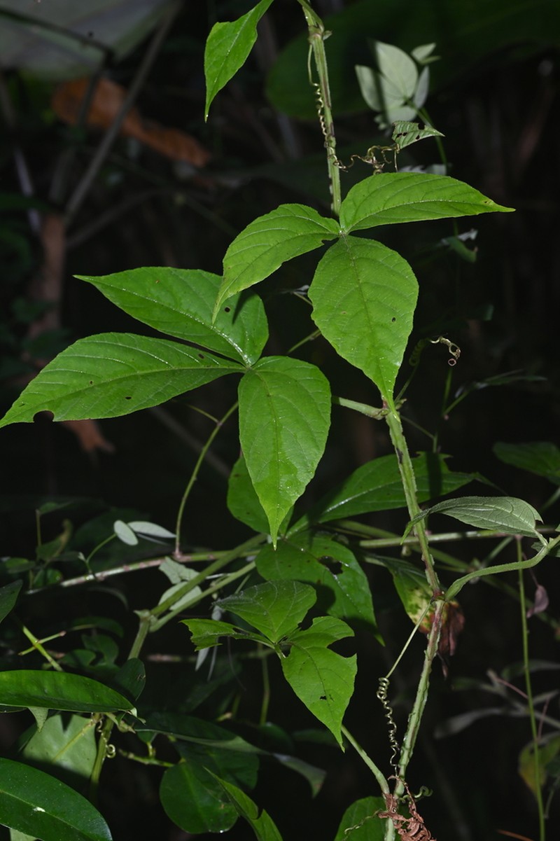 Cissus haematantha photo 4