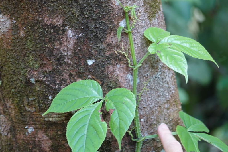 Cissus haematantha photo 5