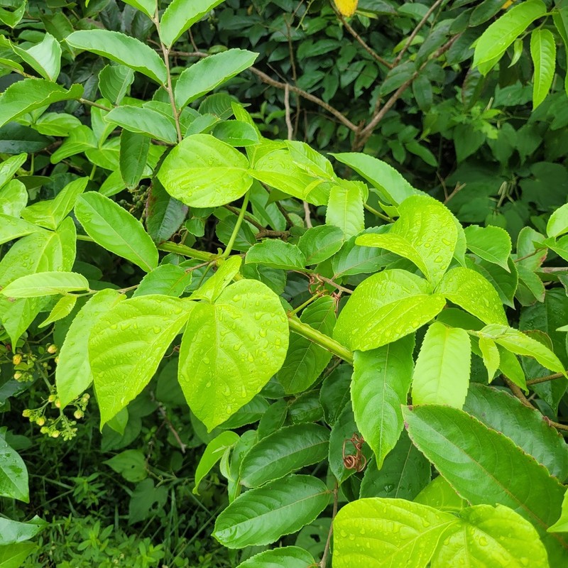 Cissus haematantha photo 6