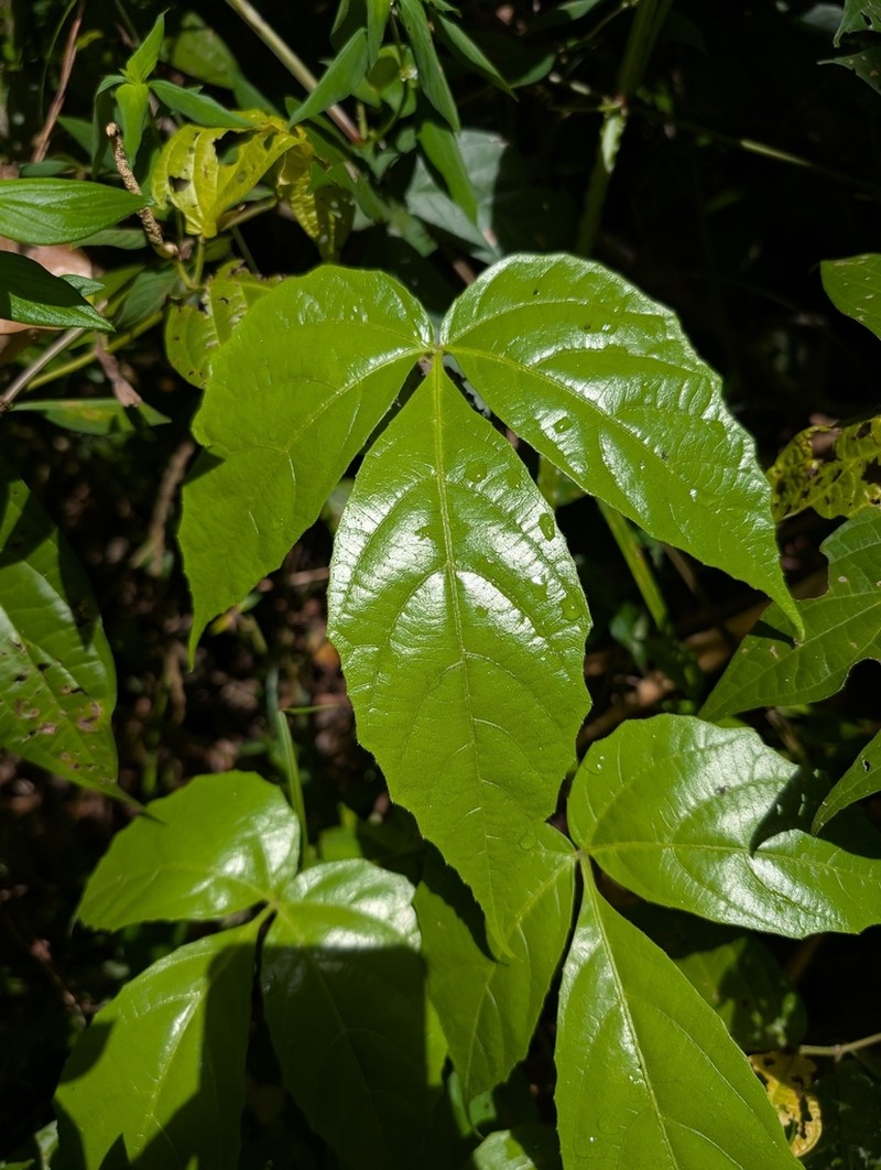 Cissus haematantha photo 7