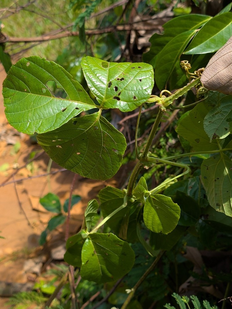 Cissus haematantha photo 8