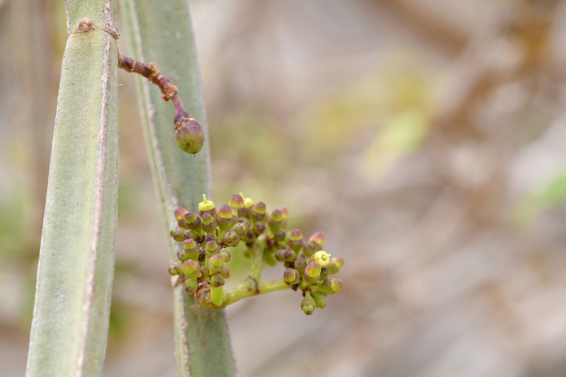 Cissus hamaderohensis