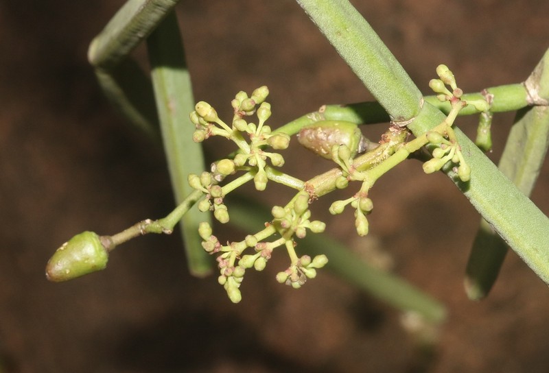 Cissus hamaderohensis photo 2