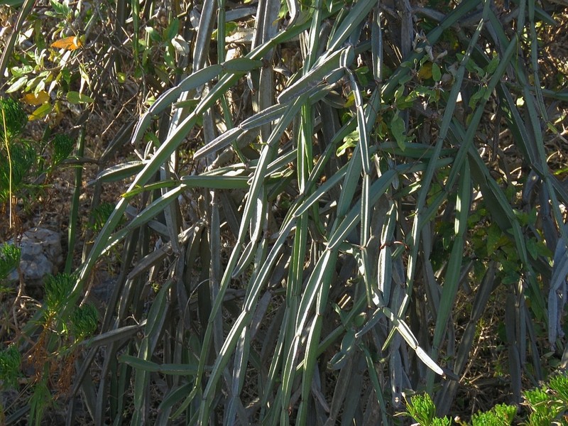 Cissus hamaderohensis photo 3