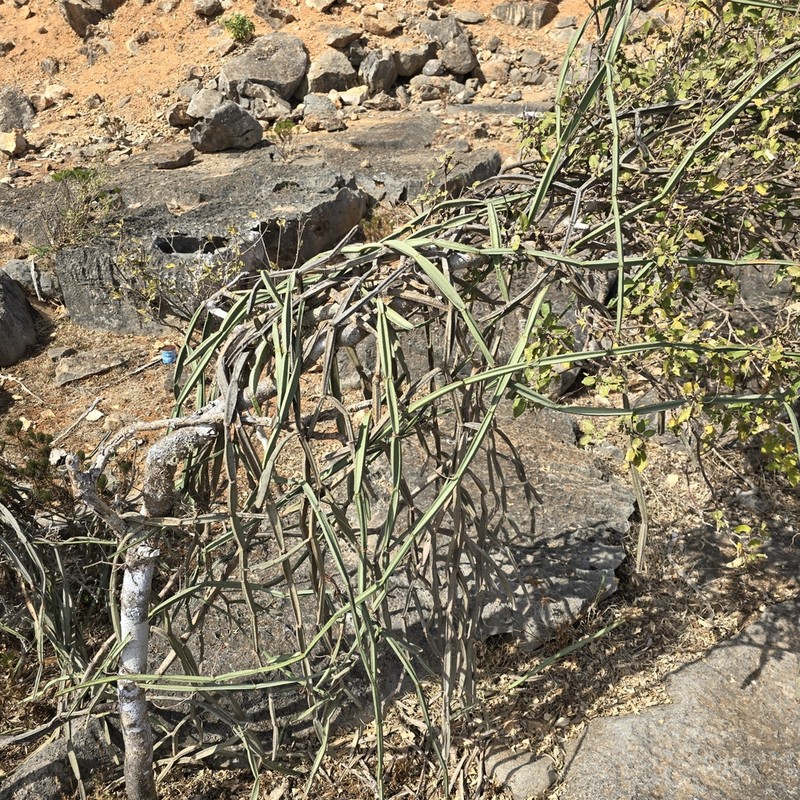 Cissus hamaderohensis photo 4