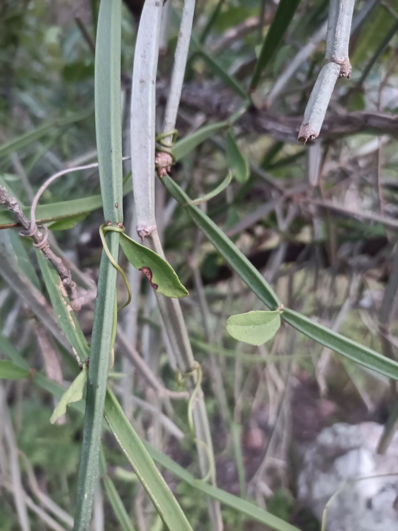 Cissus hamaderohensis photo 5