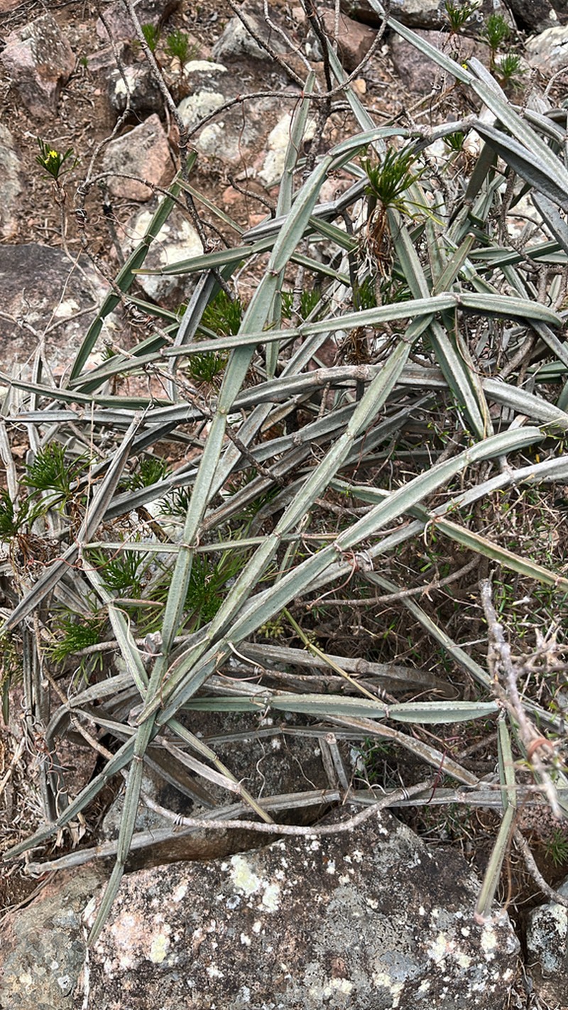 Cissus hamaderohensis photo 6
