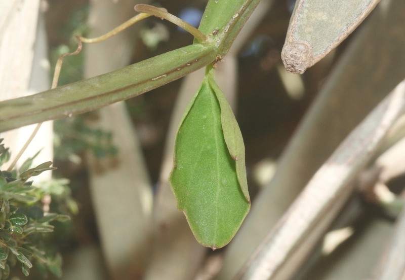 Cissus hamaderohensis photo 7