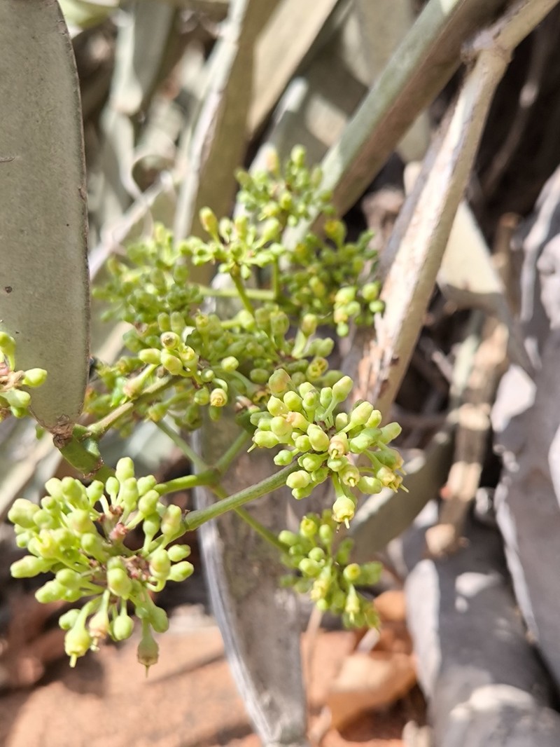 Cissus hamaderohensis photo 8