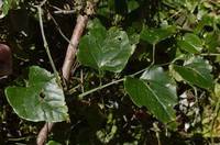 Cissus hastata