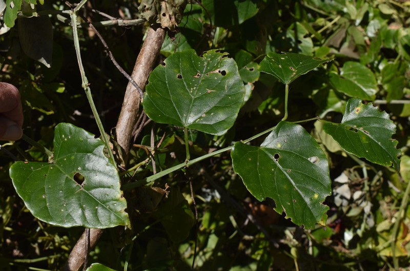 Cissus hastata