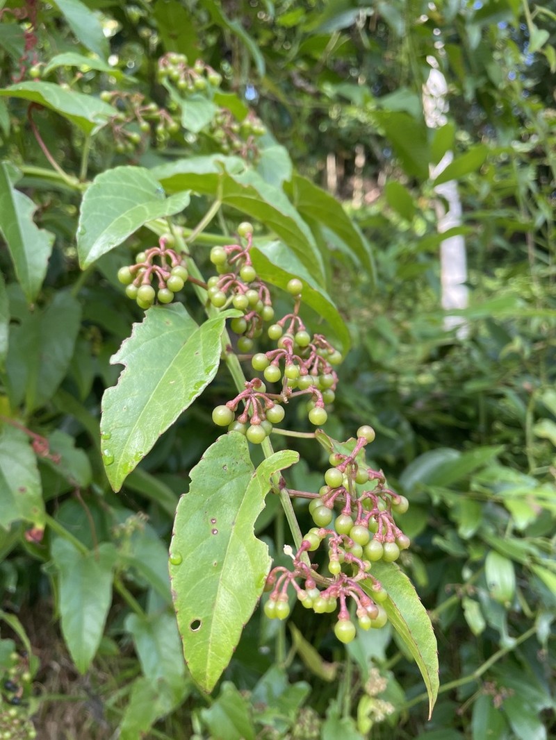 Cissus hastata photo 2