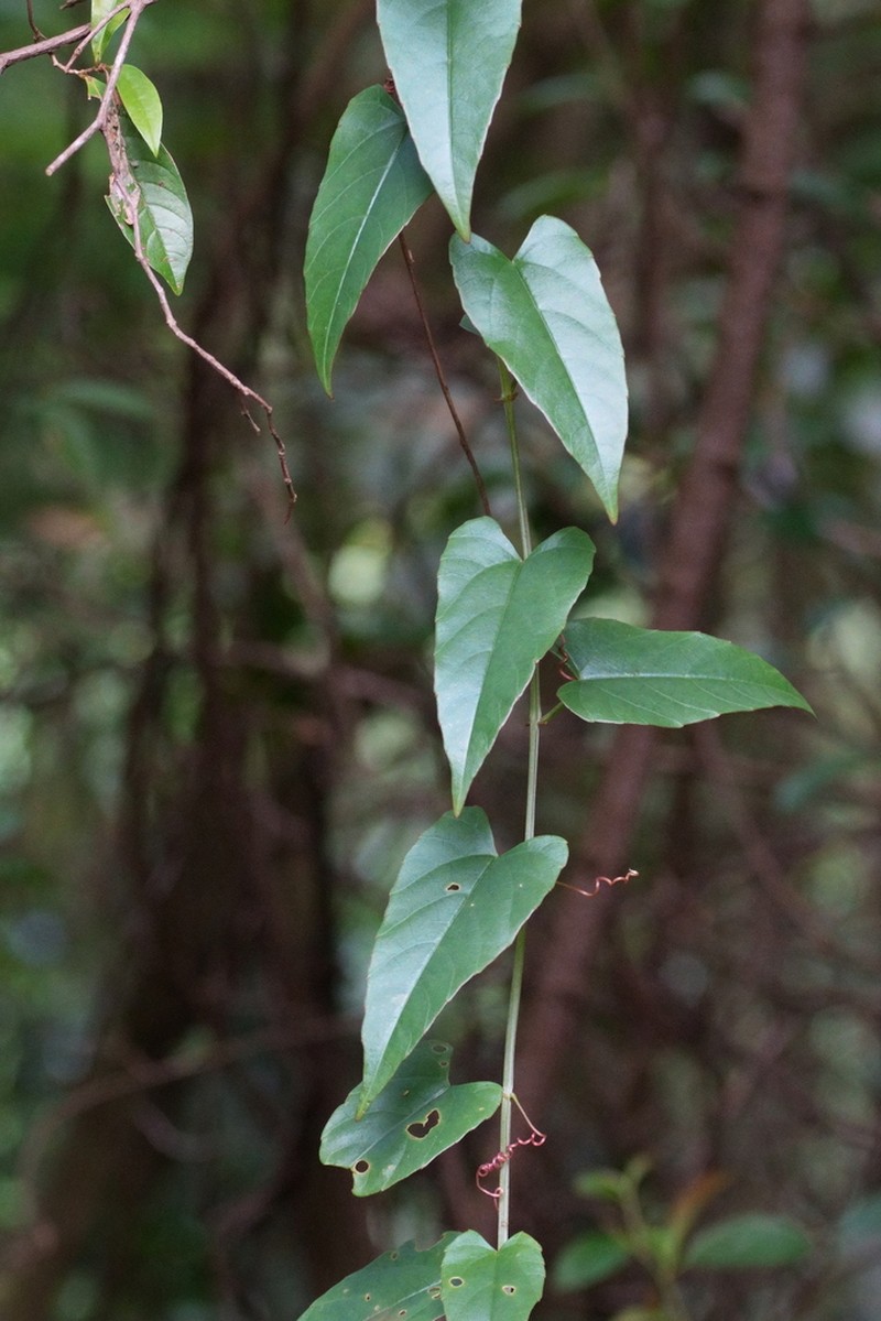Cissus hastata photo 3
