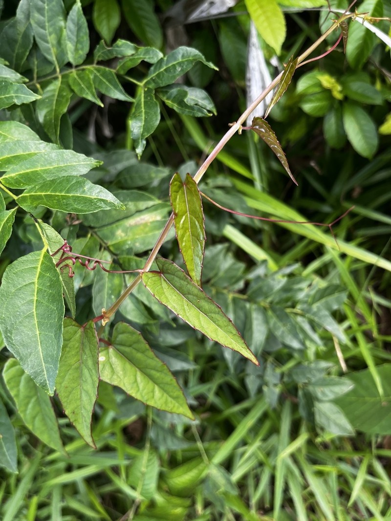 Cissus hastata photo 4