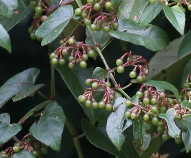 Cissus hastata photo 5