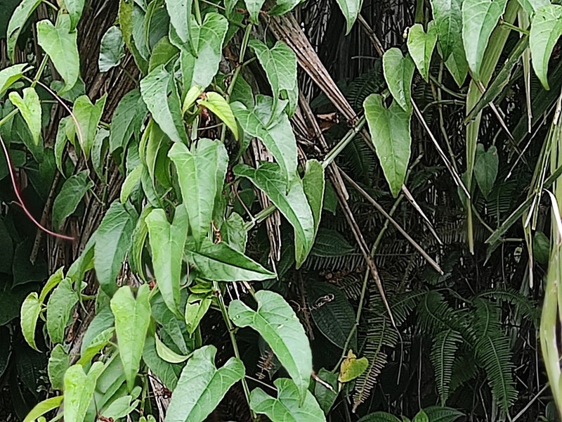 Cissus hastata photo 6