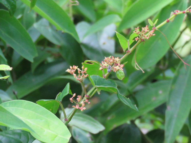 Cissus hastata photo 7