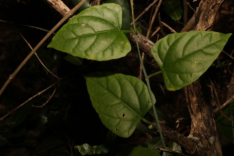 Cissus hastata photo 8
