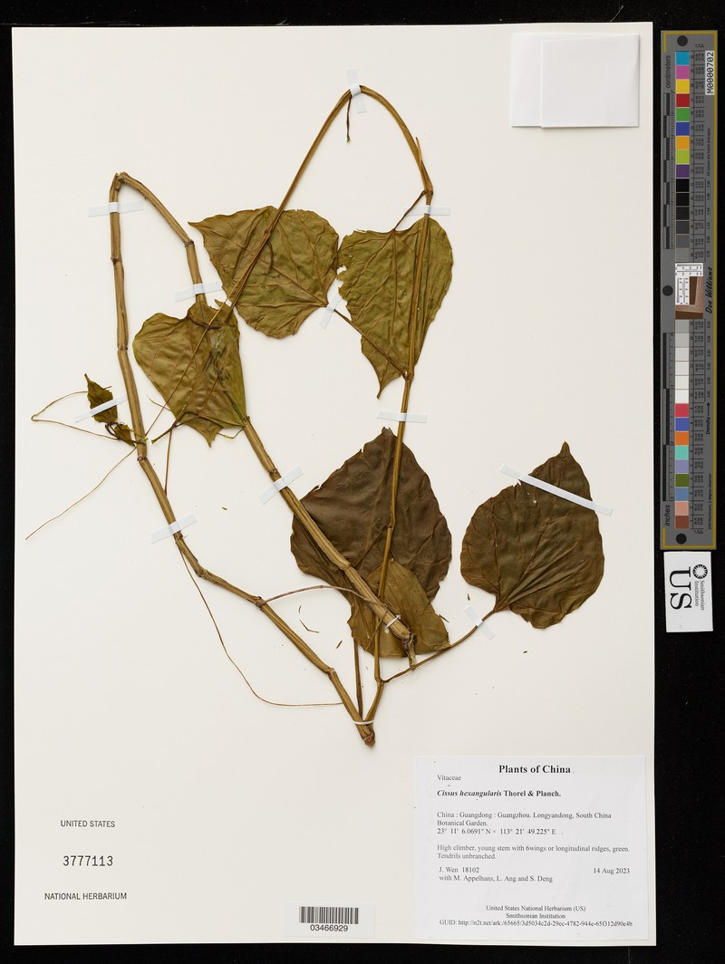 Cissus hexangularis