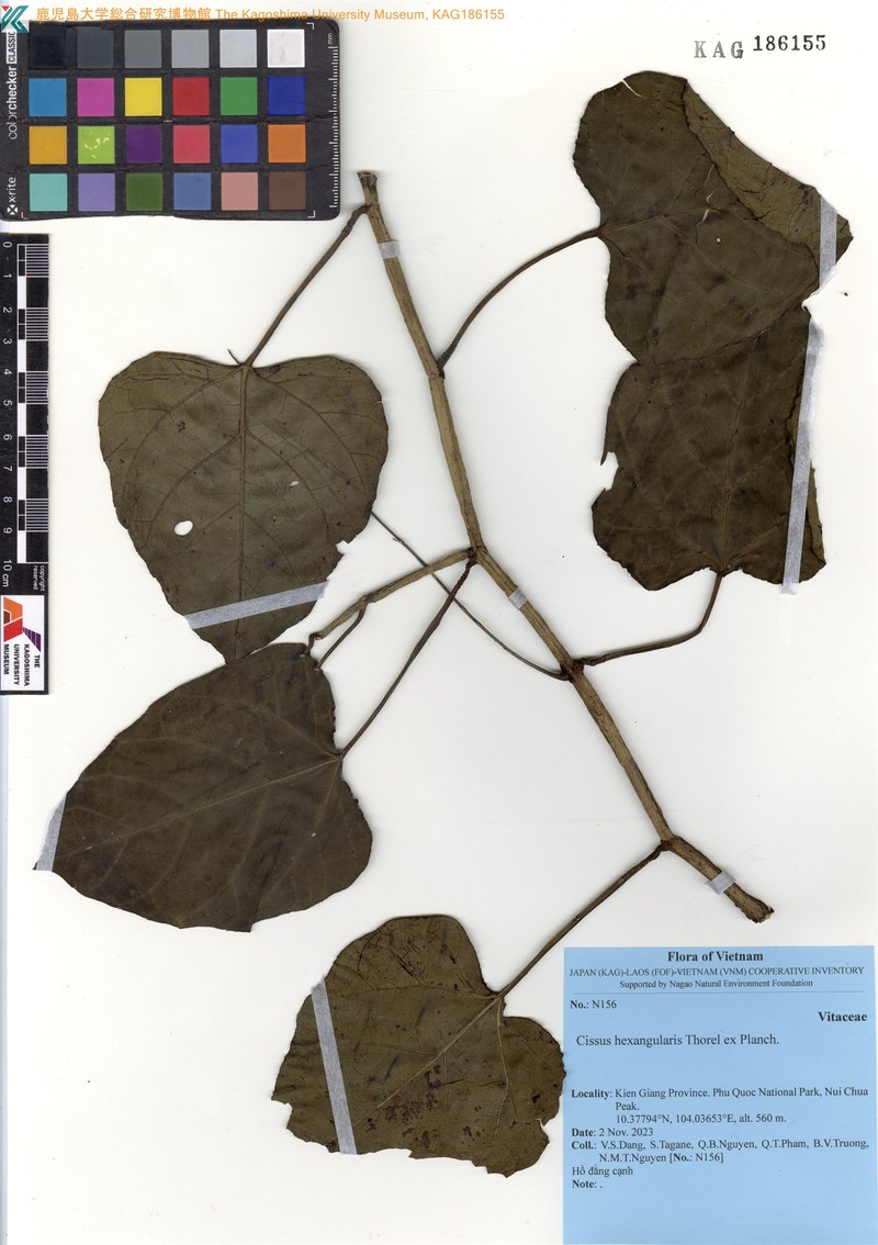 Cissus hexangularis photo 2