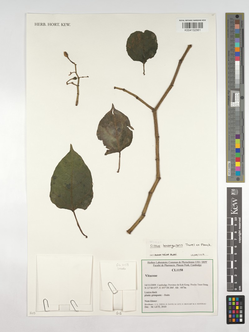 Cissus hexangularis photo 3