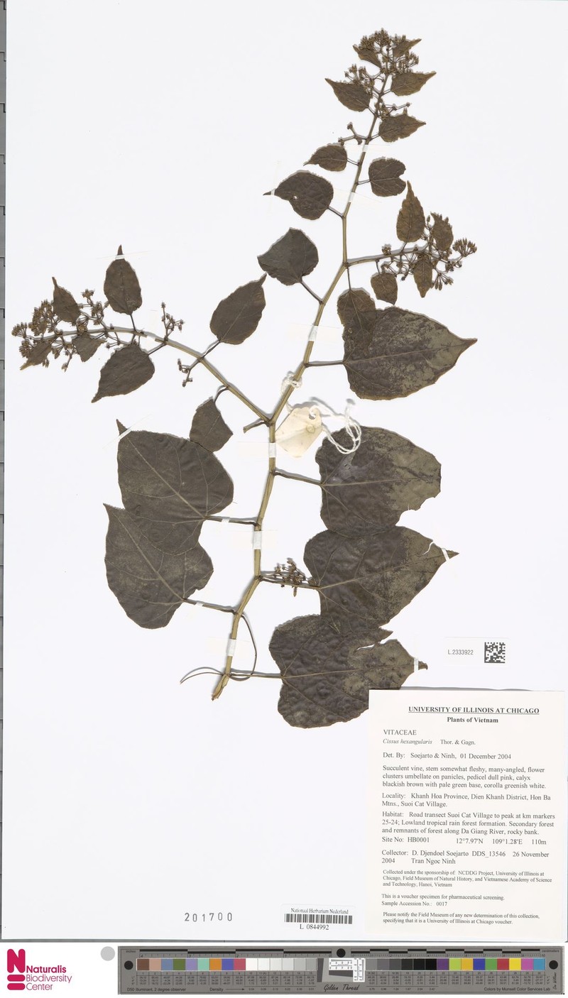 Cissus hexangularis photo 4
