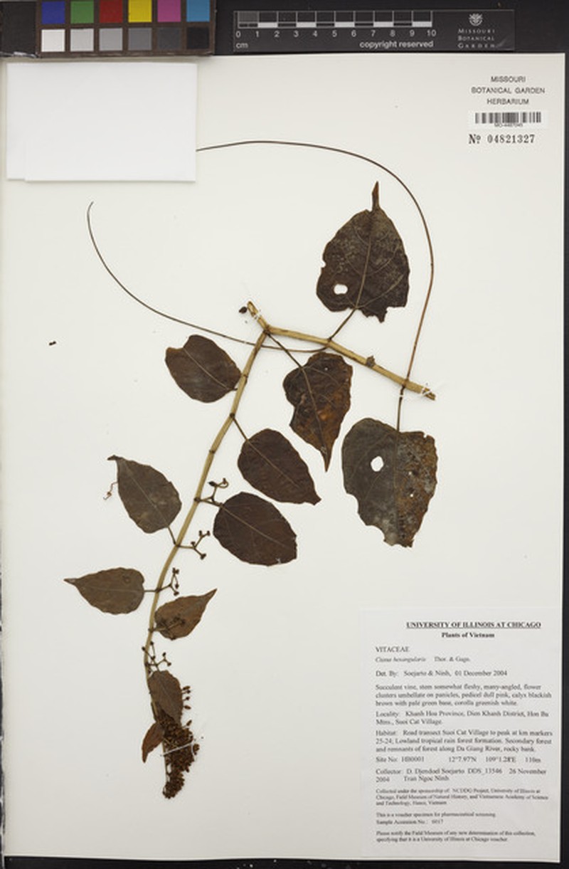 Cissus hexangularis photo 5