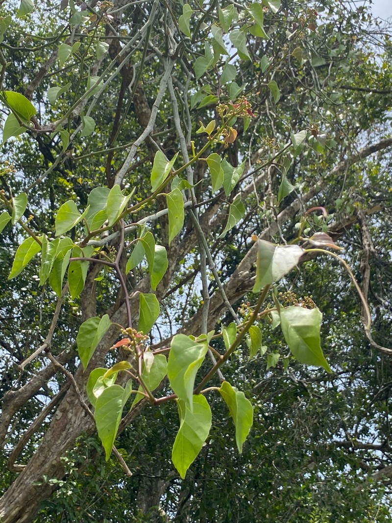 Cissus heyneana