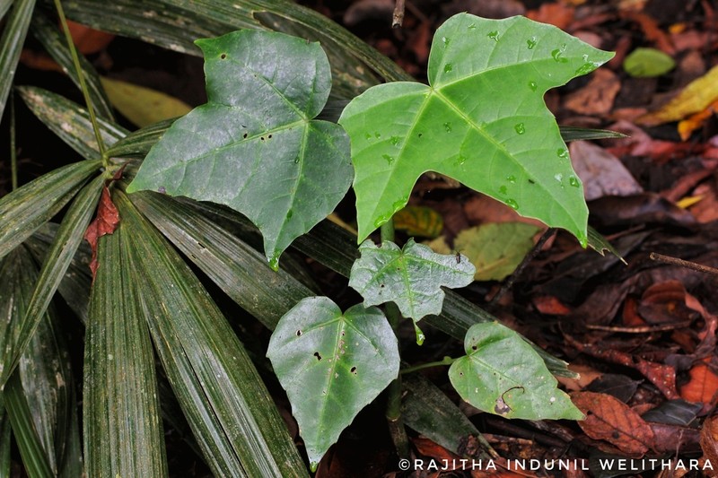 Cissus heyneana photo 2