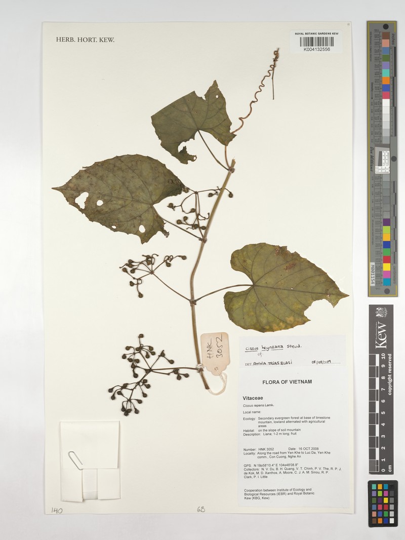 Cissus heyneana photo 3