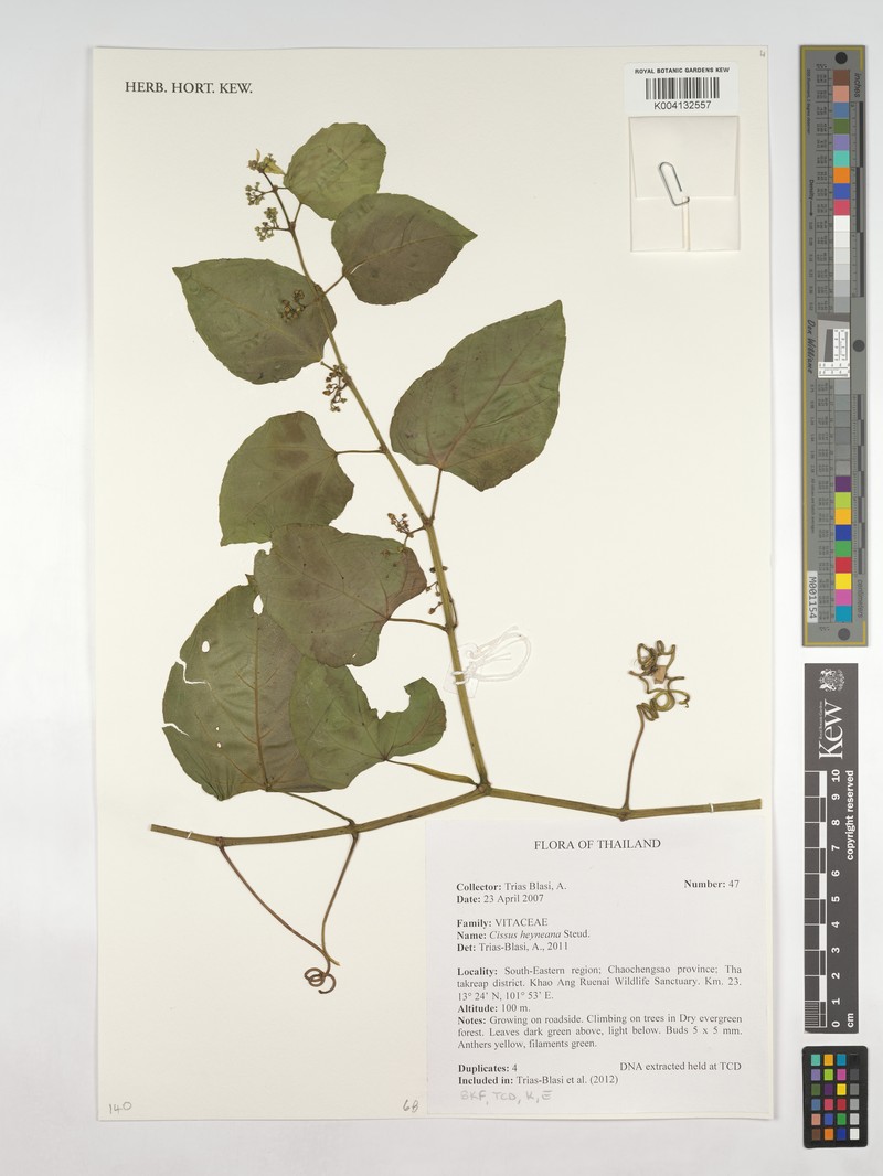 Cissus heyneana photo 4