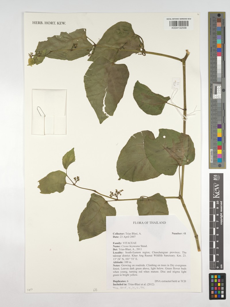 Cissus heyneana photo 5