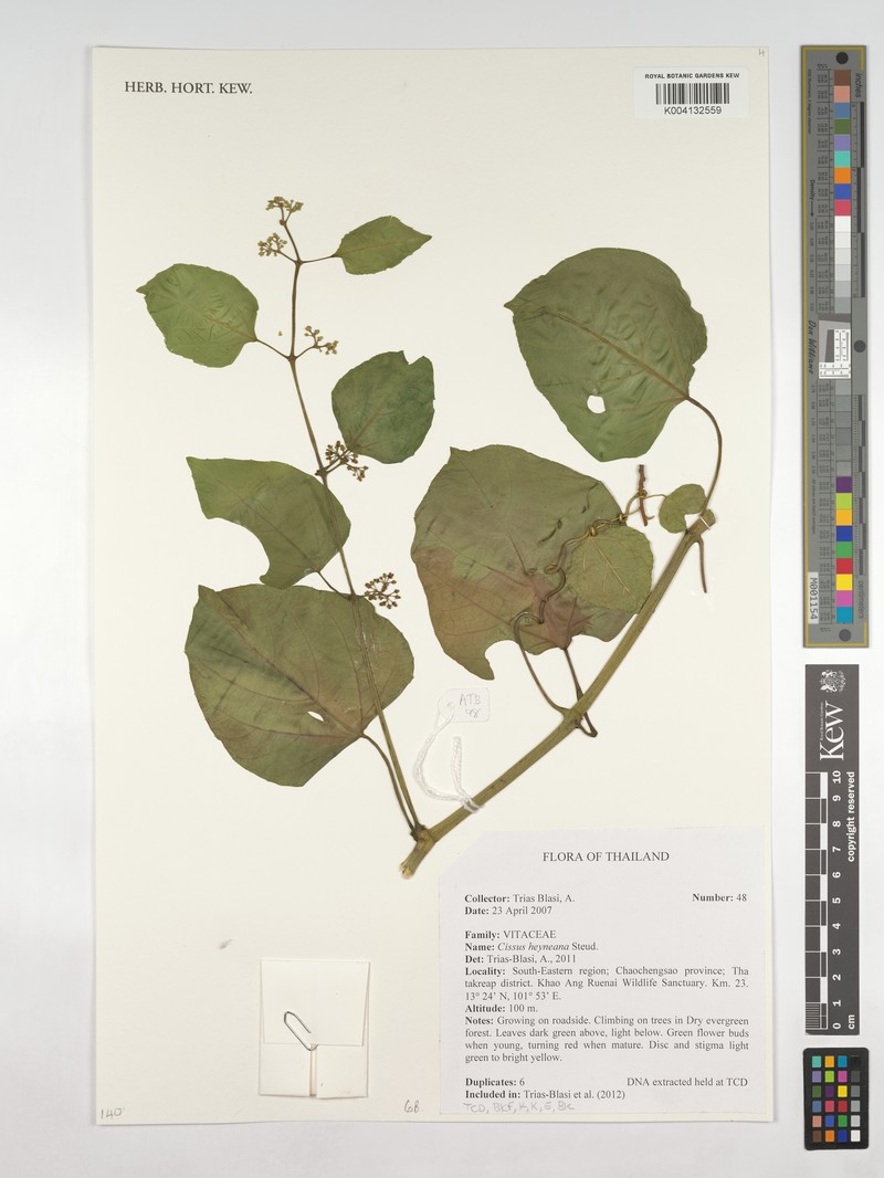 Cissus heyneana photo 6