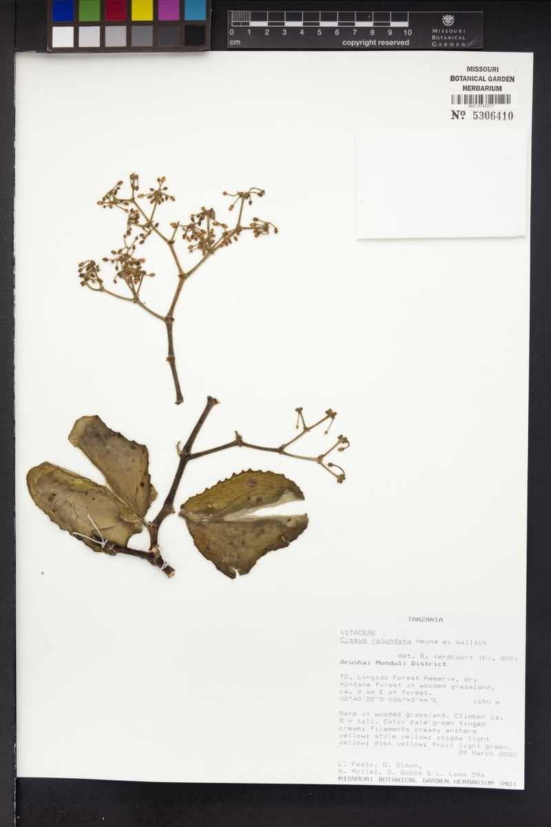 Cissus heyneana photo 7
