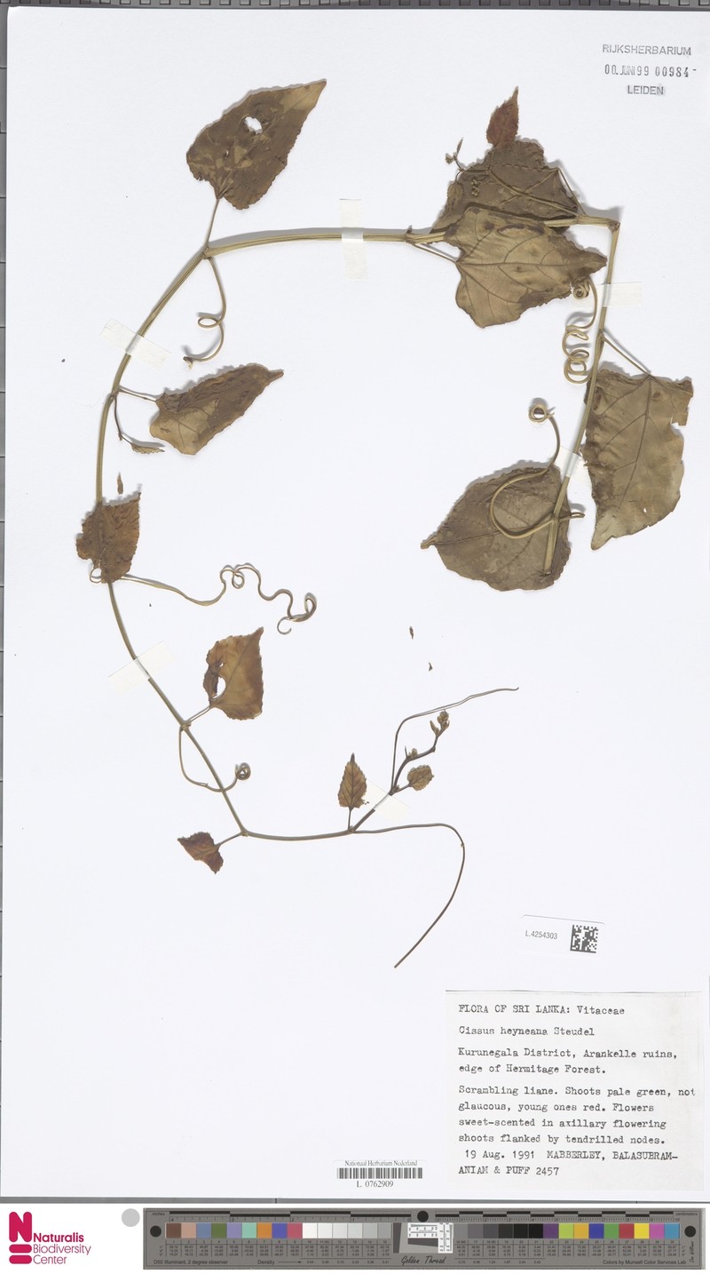 Cissus heyneana photo 8