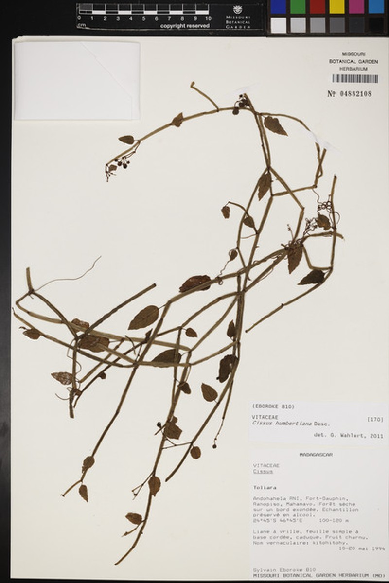 Cissus humbertiana