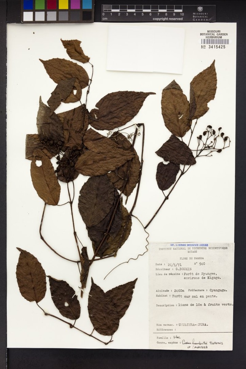Cissus humbertii