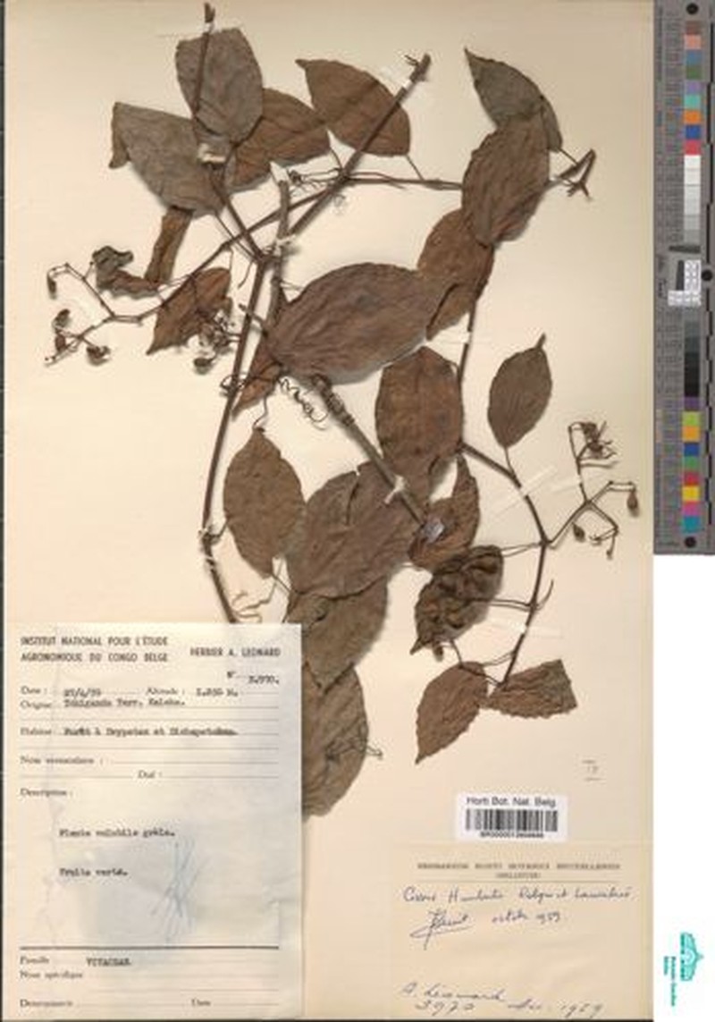 Cissus humbertii photo 2